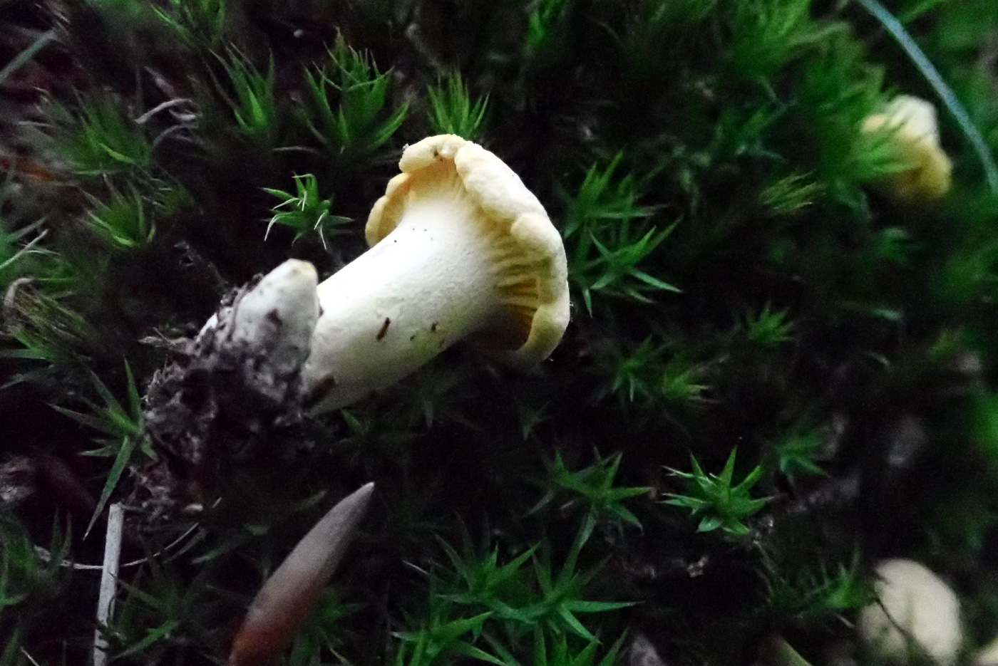 Photo by Penny Cullington Cantharellus cibarius by Penny Cullington